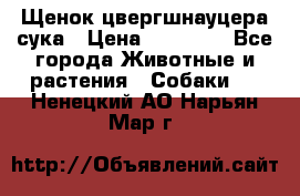 Щенок цвергшнауцера сука › Цена ­ 25 000 - Все города Животные и растения » Собаки   . Ненецкий АО,Нарьян-Мар г.